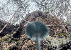 Arrhenia chlorocyanea