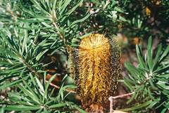Banksia neoanglica