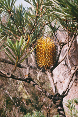 Banksia neoanglica