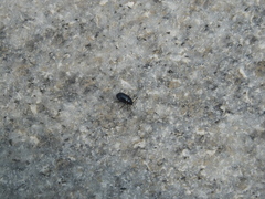 Gastrophysa atrocyanea