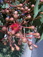Corymbia ficifolia