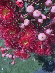Corymbia ficifolia