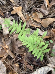 Pelazoneuron kunthii