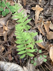 Pelazoneuron kunthii