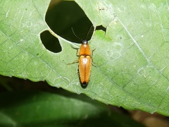 Elaterinae