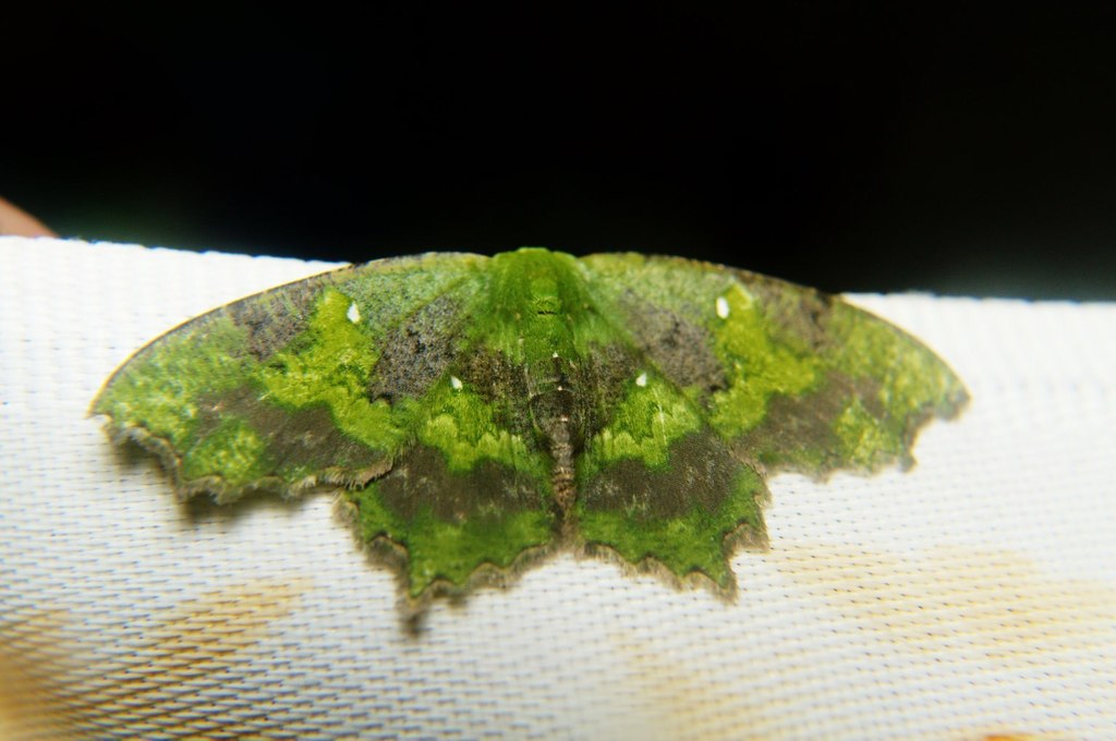 Aracimini