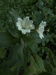 Epilobium luteum