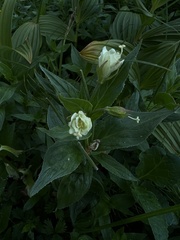 Epilobium luteum