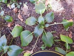 Senecio sandersianus