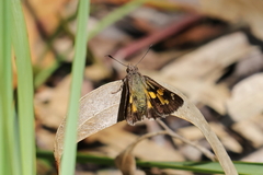Trapezites phigalioides