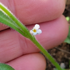 Cryptantha intermedia
