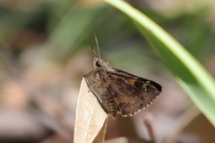 Trapezites phigalioides