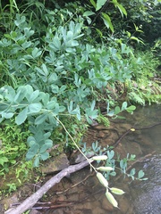 Baptisia australis australis