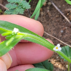 Cryptantha intermedia