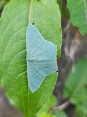 Pelagodes antiquadraria