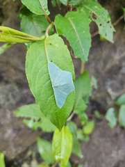 Pelagodes antiquadraria