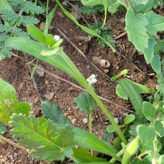 Cryptantha intermedia