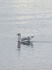 Larus glaucescens × occidentalis