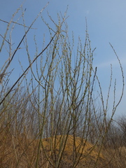 Salix suchowensis