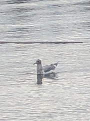 Larus glaucescens × occidentalis