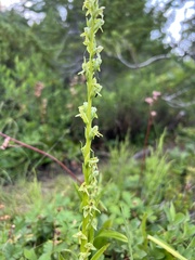 Platanthera stricta