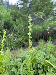 Platanthera stricta