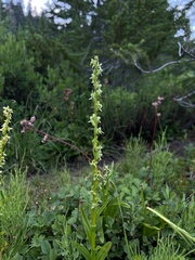 Platanthera stricta