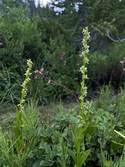 Platanthera stricta
