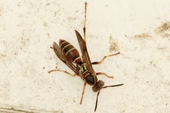 Polistes dorsalis dorsalis