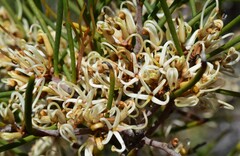 Hakea cycloptera