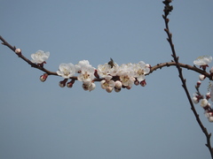 Prunus armeniaca