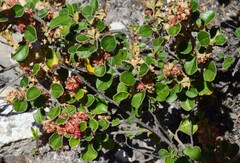 Pomaderris paniculosa