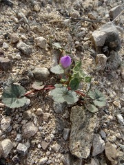 Eremalche rotundifolia