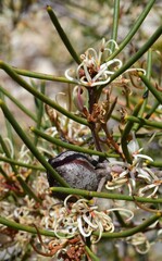 Hakea cycloptera