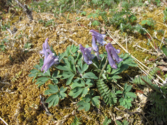 Corydalis pauciflora