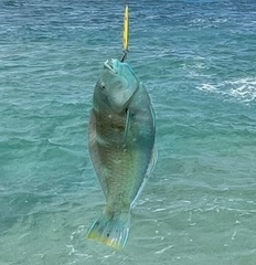 Halichoeres radiatus