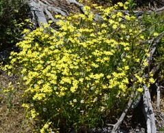 Senecio spanomerus