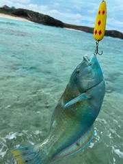 Halichoeres radiatus