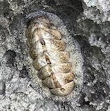 Acanthopleura granulata