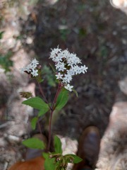 Stevia ovata