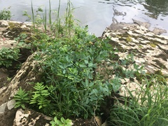 Baptisia australis australis