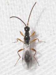 Exallonyx