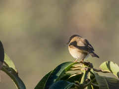 Phylloscopus canariensis