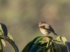Phylloscopus canariensis