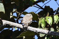 Glaucidium cuculoides