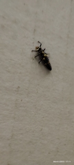 Coccinellidae