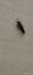 Coccinellidae