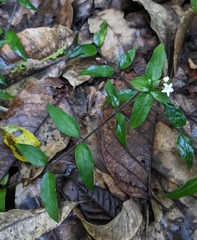 Palicourea callithrix