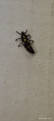 Coccinellidae