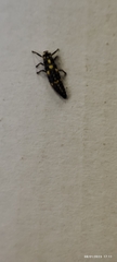 Coccinellidae
